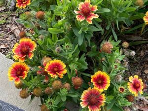 Blanket Flowers 