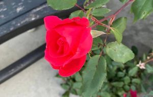 Vibrant Rose