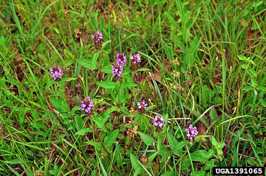 Purple flowers growing amongst grass