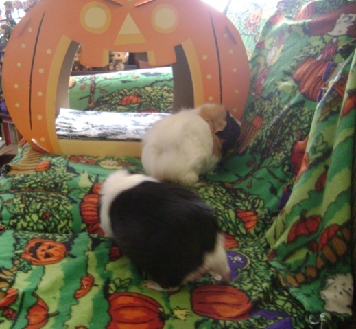 Rachel E Smith guinea pigs Thorfy and Snuffy
