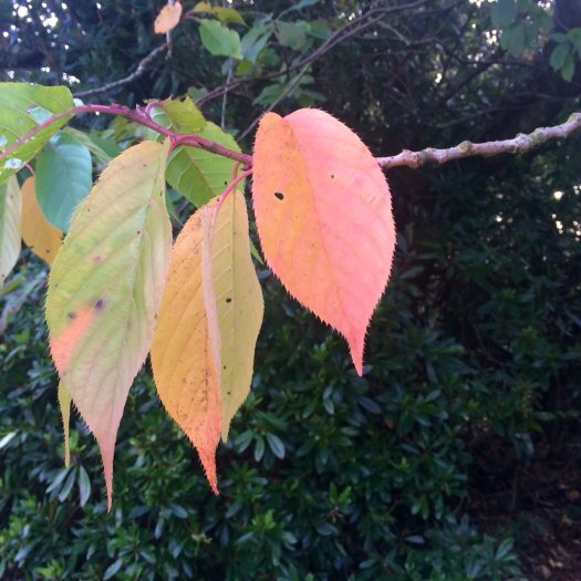 pastel autumn colours
