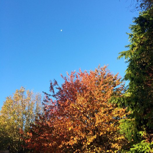 Fiery autumn colours of a wild cherry tree, Scotland.