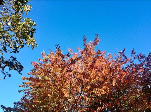 autumns colours in Scotland