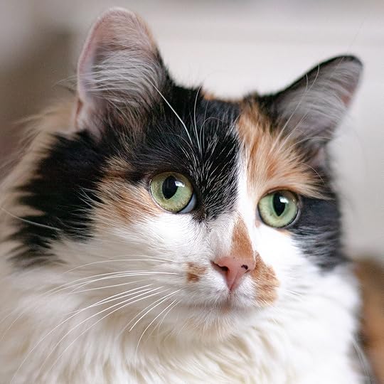 Are Calico Cats Always Female?