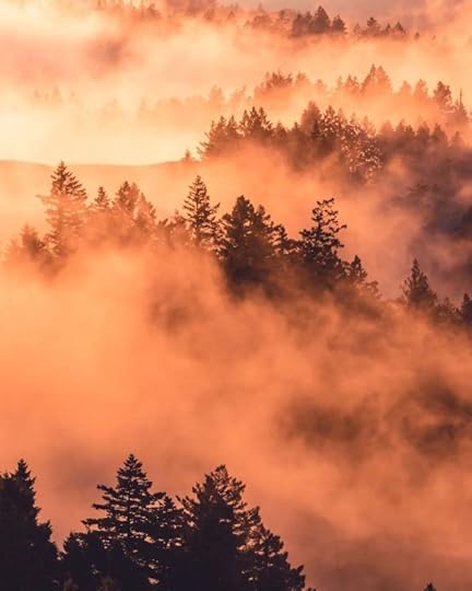 Forest during Day by Ian Beckley