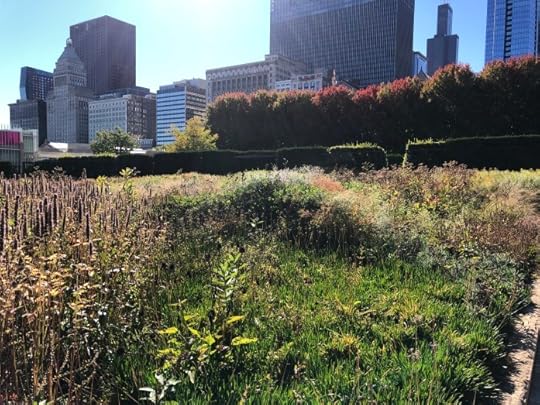LURIE GARDEN, MILLENIUM PARK, CHICAGO NATIVE ILLINOIS PLANTS EARLY AUTUMN