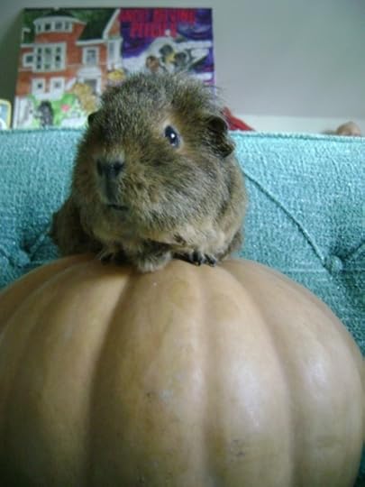 Rachel E Smith guinea pig Pammy