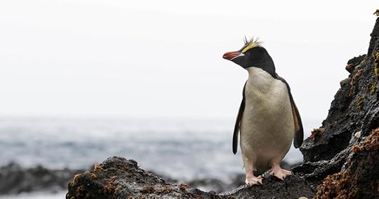 Erect-crested Penguin