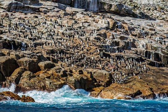 Penguin Colony