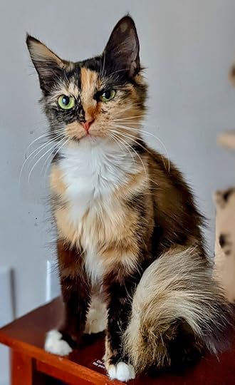 Pets of the Week | ClarksvilleNow.com