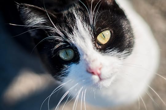 Do Cats Get Periods? | Daily Paws