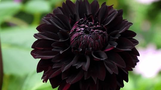 https://outdoorgardenaccessories.com/wp-content/uploads/2020/11/Black-Dahlia-outdoorgardenacessories.com_-1024x576.jpg