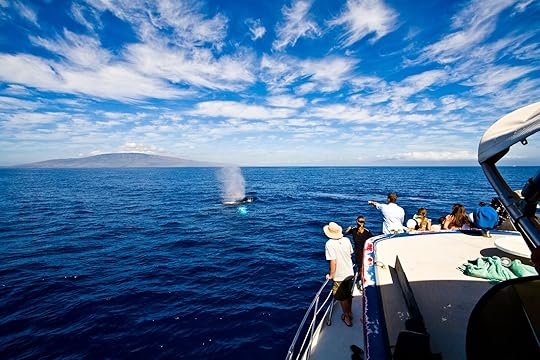 whale watching best time to visit hawaii