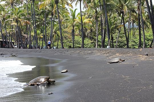turtle - best time to visit hawaii