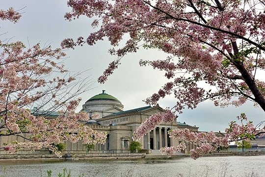 Cherry blossoms at Jackson Park in Chicago