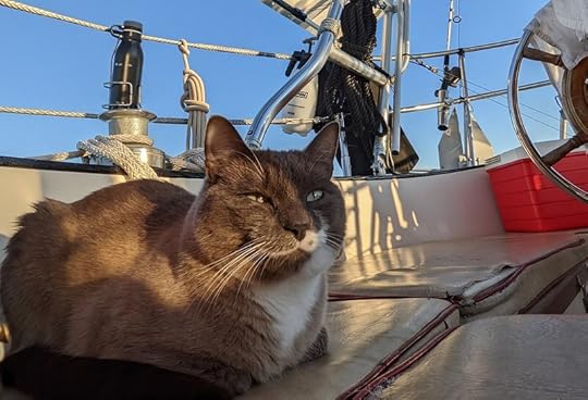 Beluga Greyfinger the fat cat