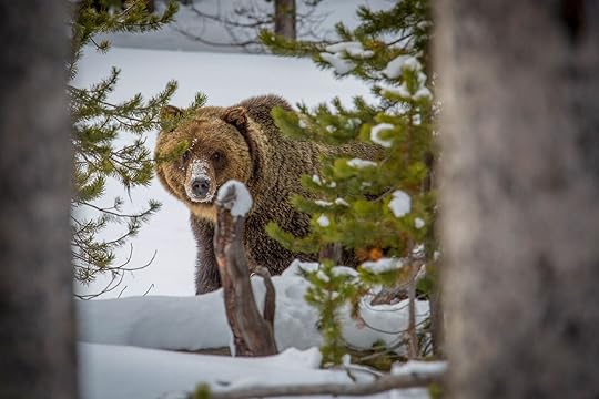 grizzly in park best time to visit yellowstone