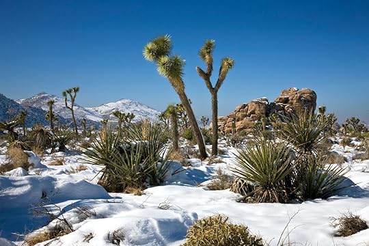 Joshua Tree National Park in winter