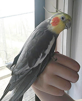 pictureofamalecockatielpetpaintlikeHenriMatisse