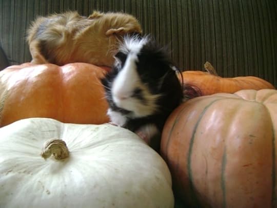 Rachel E Smith guinea pigs Finny and Ozma