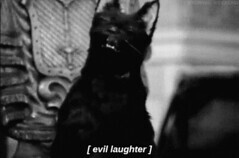 evil cat laugh