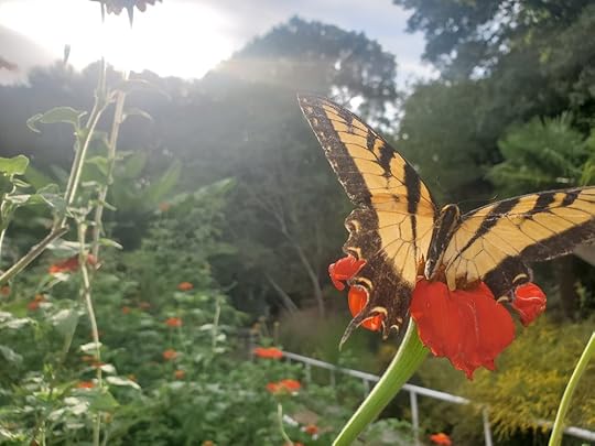 Athens Botanical Garden Butterfly 5.jpg