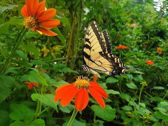 Athens Botanical Garden Butterfly 1.jpg