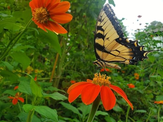 Athens Botanical Garden Butterfly 2.jpg