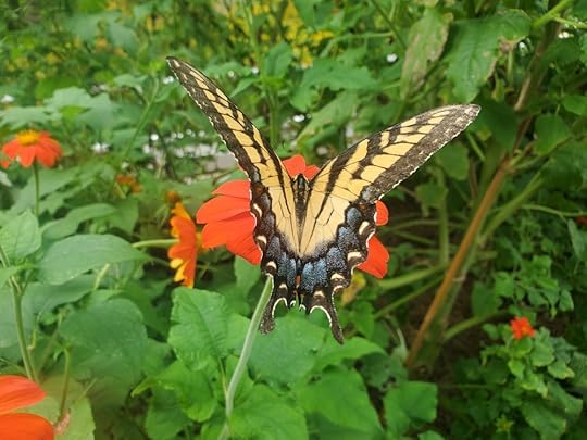 Athens Botanical Garden Butterfly 3.jpg