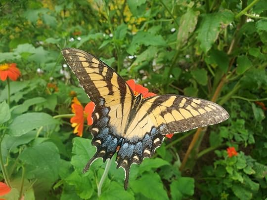 Athens Botanical Garden Butterfly 4.jpg