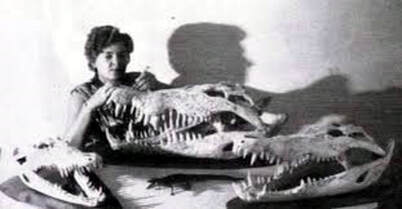 Krys Powlowski working with croc skulls (source - George Pawlowski)
