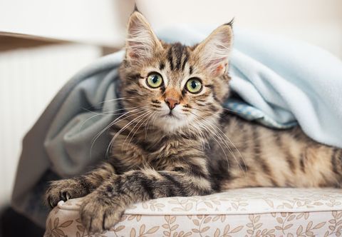 50+ Cute Cat Names - Adorable Names To Give a Boy or Girl Kitten