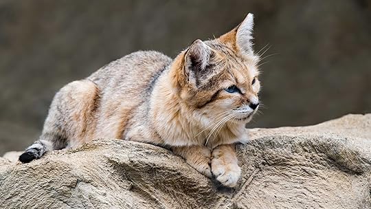 8 Fascinating Facts About the Sand Cat