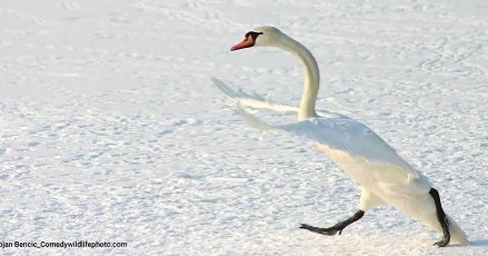 Vote for your favorite comedy wildlife photo https://www.comedywildlifephoto.com/affinity-photo-peoples-choice-award/vote-affinity-photo-peoples-choice-award.php