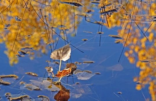 leaf watr