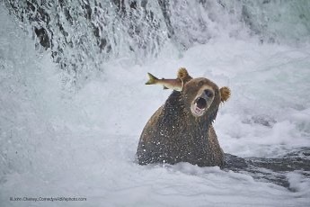 Vote for your favorite comedy wildlife photo https://www.comedywildlifephoto.com/affinity-photo-peoples-choice-award/vote-affinity-photo-peoples-choice-award.php