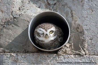 Vote for your favorite comedy wildlife photo https://www.comedywildlifephoto.com/affinity-photo-peoples-choice-award/vote-affinity-photo-peoples-choice-award.php