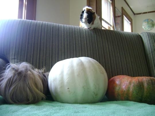 Rachel E Smith guinea pigs Danger Crumples and Horace