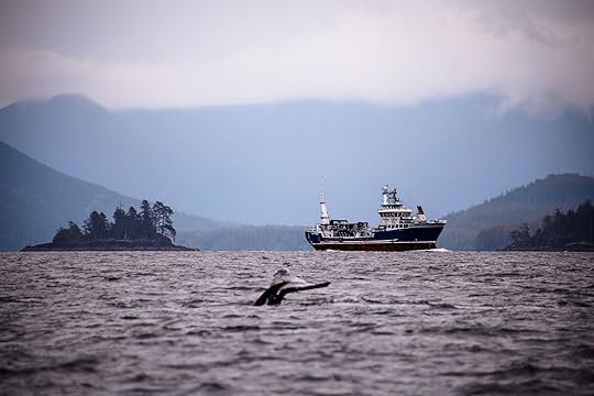 clayoquot sound whale watching