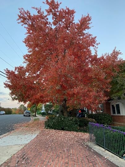 A tree outside my home office.