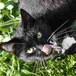 cat rolling in fresh catnip