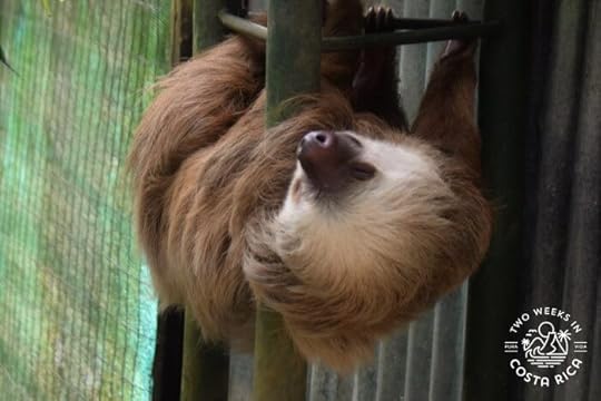 Sloth inside the enclosure