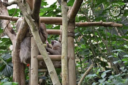 Ladder Sloth Sanctuary