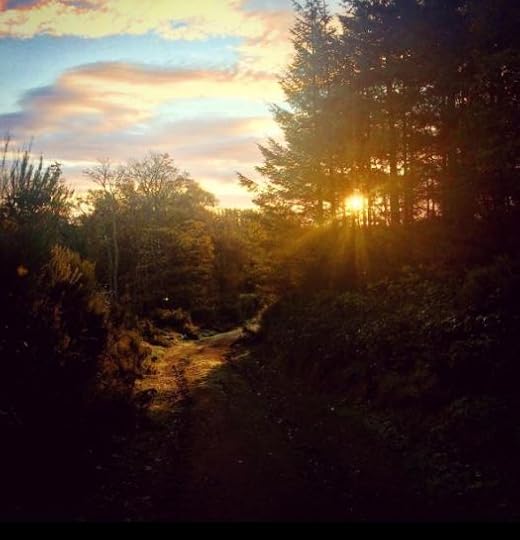 illuminated path in the woods