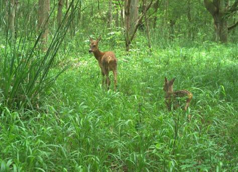 Roe deer at Monks Wood
