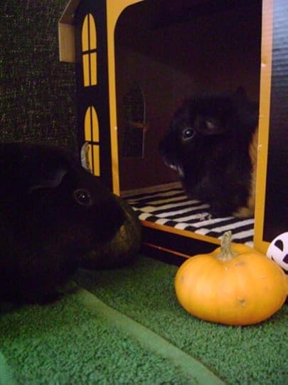 Rachel E Smith guinea pigs Salem and Hen Wen