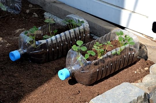 strawberries growing in recycled plastic bottles