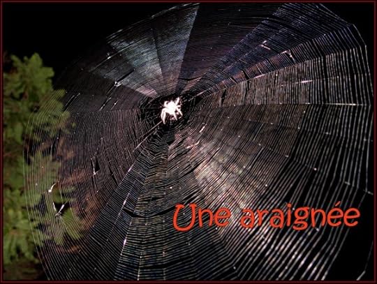 A spider in its web. Photo by Micael Hartl