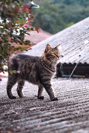 Cat Photography September 2022