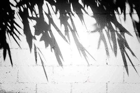 leaf shadows